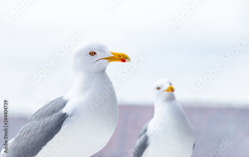 Seagull portrait. Close up view of white herring gull staring at the camera. Two Larus Argentatus birds against the bright sky and roofs.