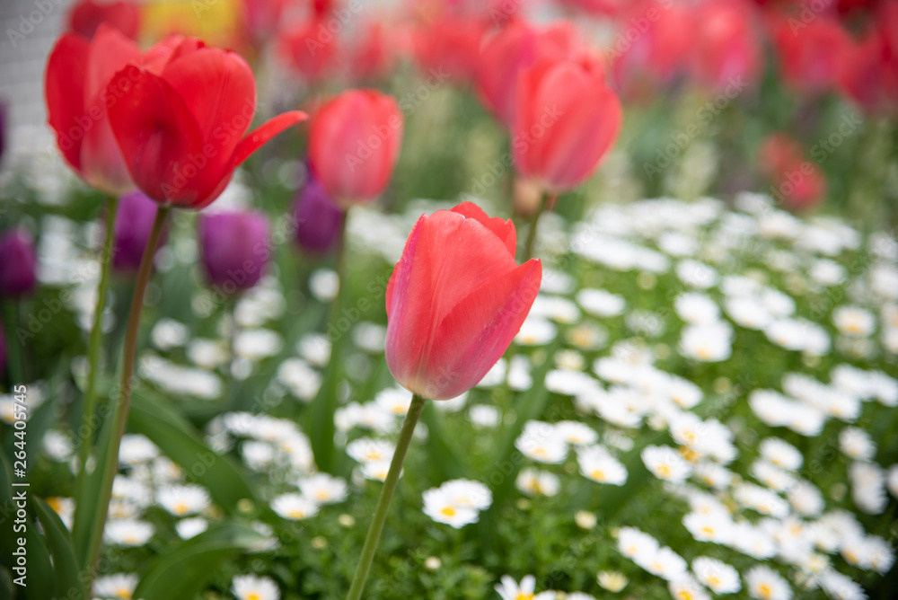 Beautiful tulips field and sunlight in summer