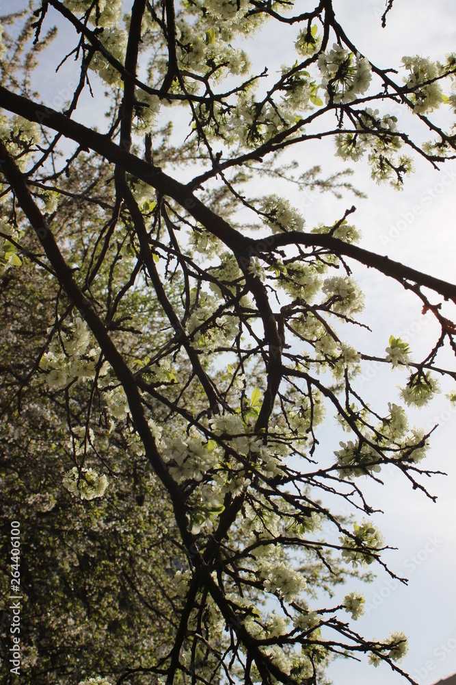 a spring tree a spring tree