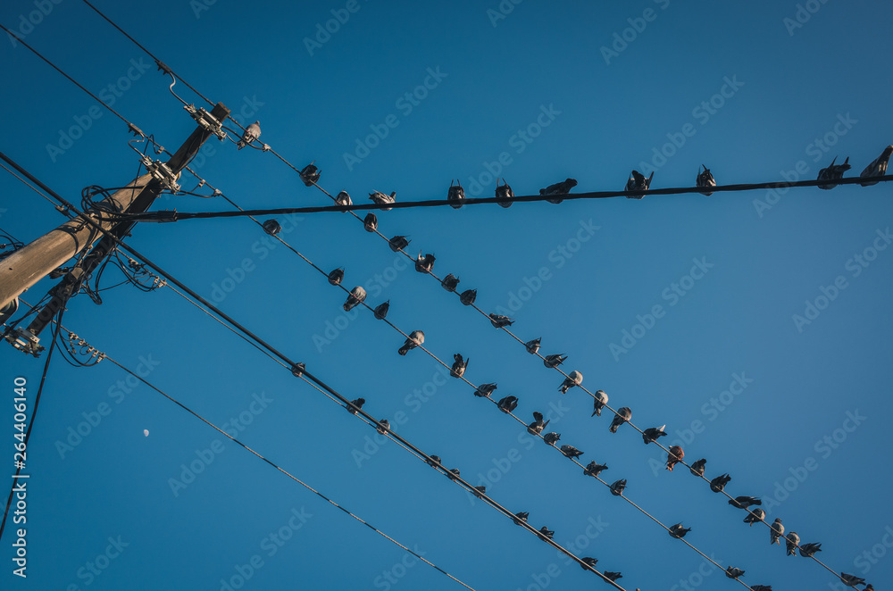 Birds on wire Birds on wire