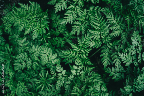 colorful juicy background with green leaves like fern leaves