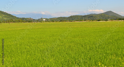 Green Terraced Rice Field in Pa Pong Pieng   Mae Chaem  Chiang Mai  Thailand