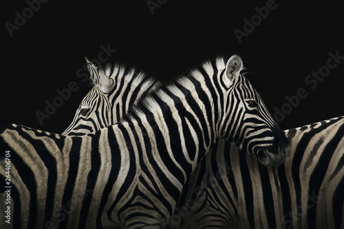 True zebra love 