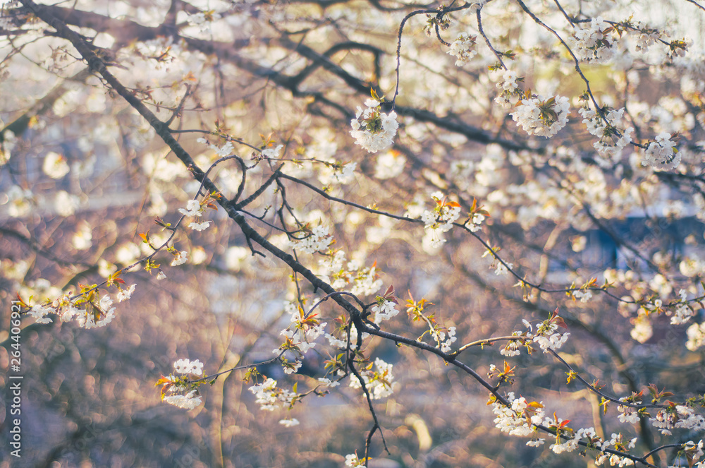 Blossom