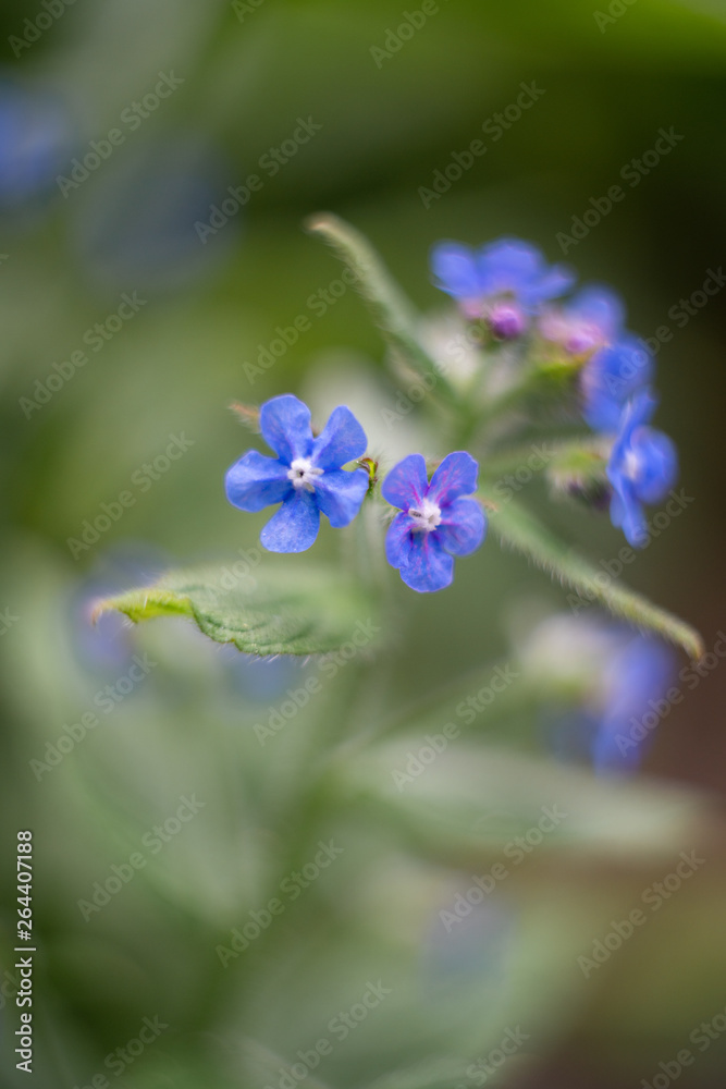 blue spring flowers in the garden blue spring flowers in the garden