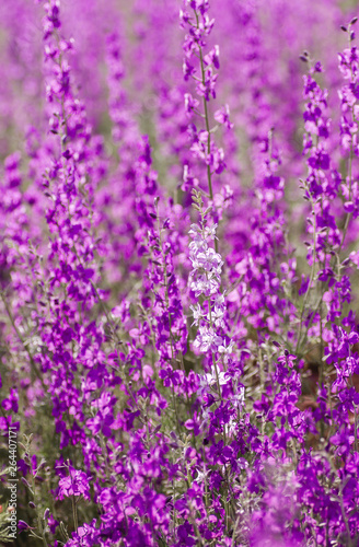 Purple and white consolida ajacis flowers © Azahara MarcosDeLeon