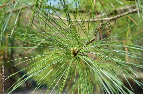 Beautiful pine branches.