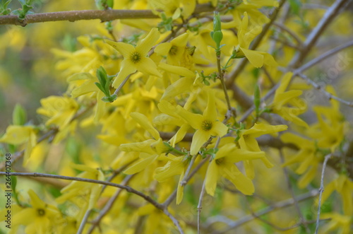 Forsythia bushes bloom in early spring and bear vibrant, yellow flowers.