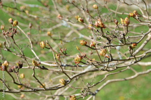 Tree branches in early spring.