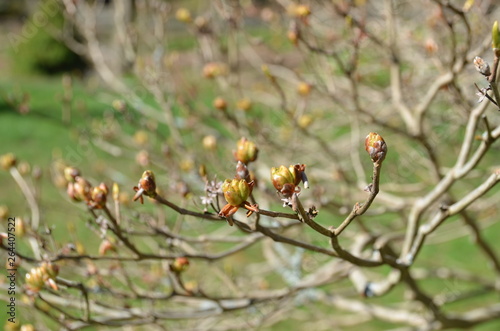 Tree branches in early spring.