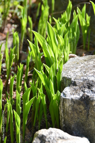 Lily of the valley in early spring