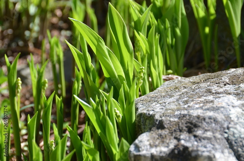 Lily of the valley in early spring.