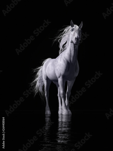 On a black background  a horse with a white coat  mane and tail gazes at you with deep blue eyes. At it s feet a shallow pool of water reflects the whiteness of the horse in it s ripples. 3D Rendering
