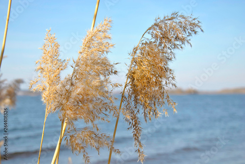  plant near water