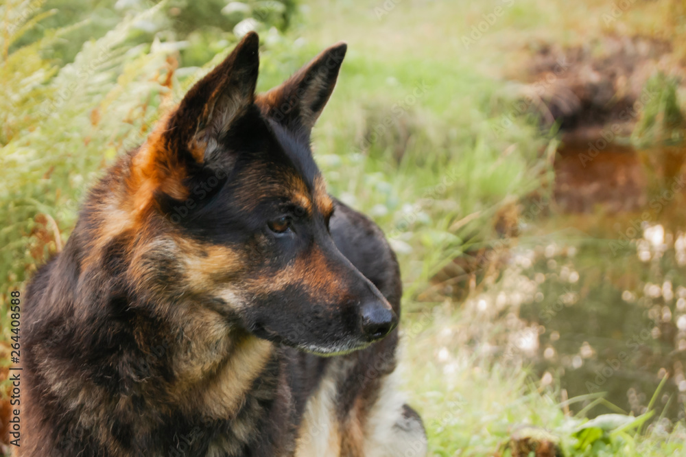 Canine profile on a forest background.