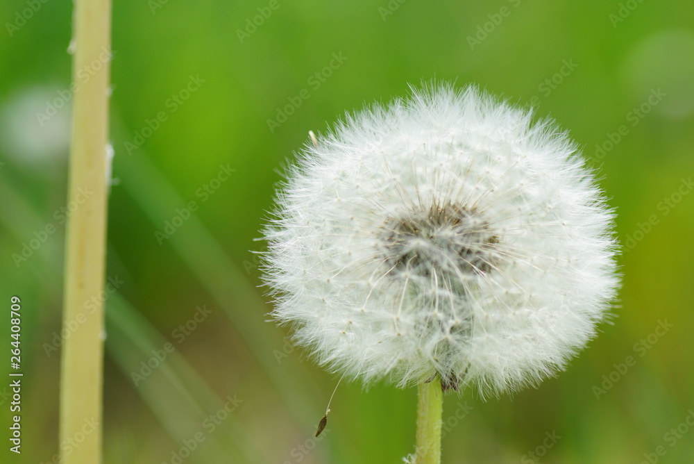 Fototapeta premium Löwenzahn Pusteblume in Detail