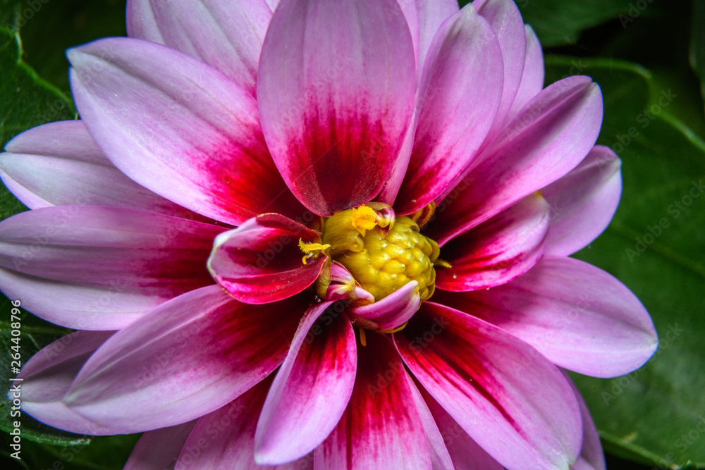 Pink Dahlia flower on a spring day in the backyard garden Pink Dahlia flower on a spring day in the backyard garden