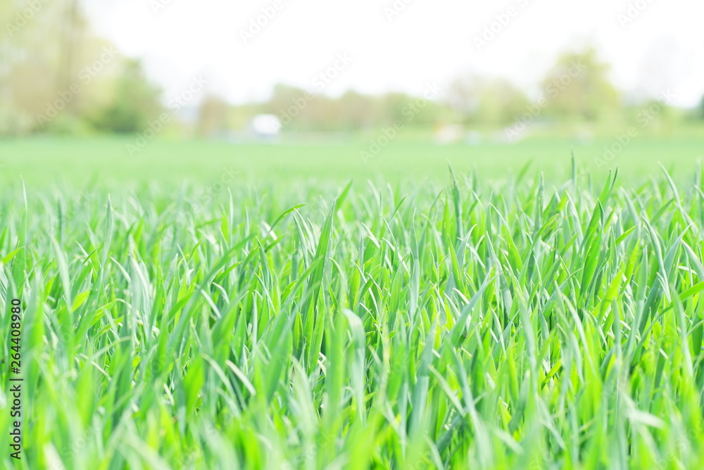 Feld Bauern Graß Feld Bauern Graß