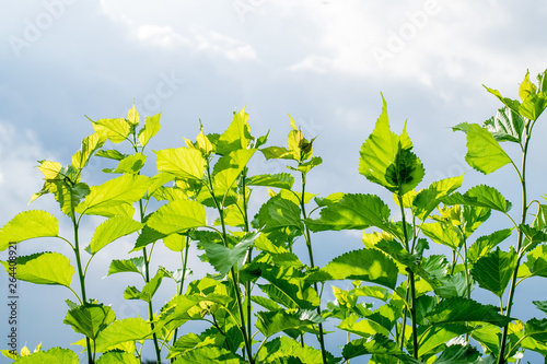 Mulberry trees field