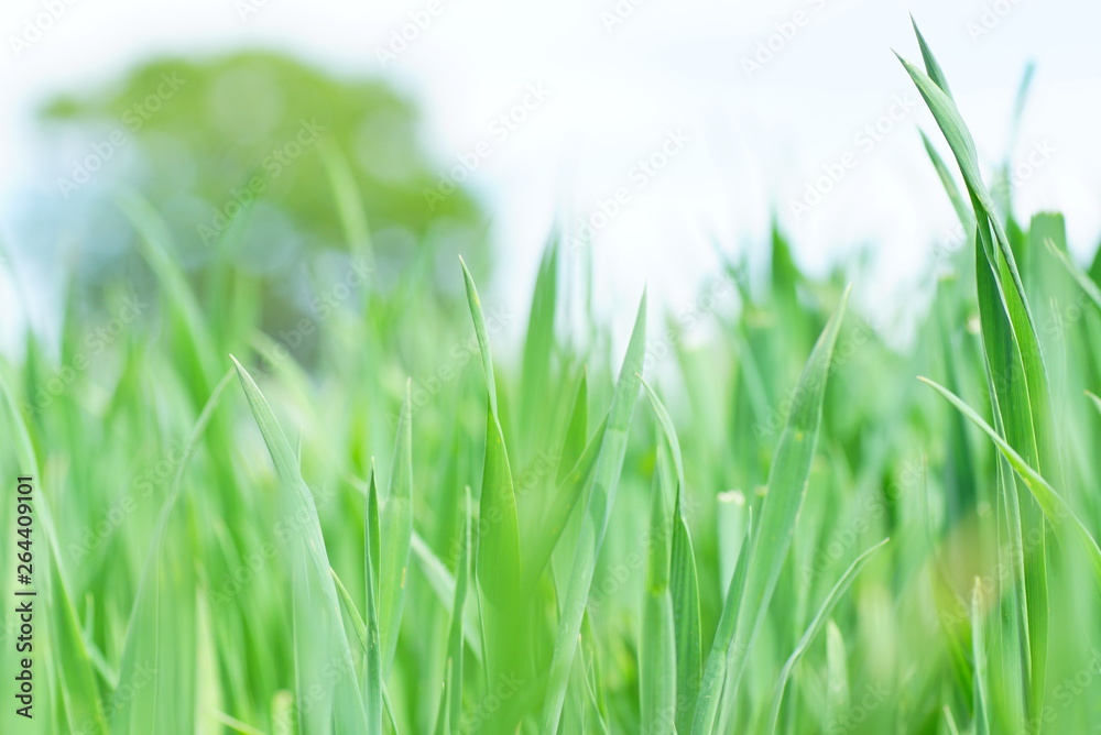 Feld Bauern Graß Feld Bauern Graß
