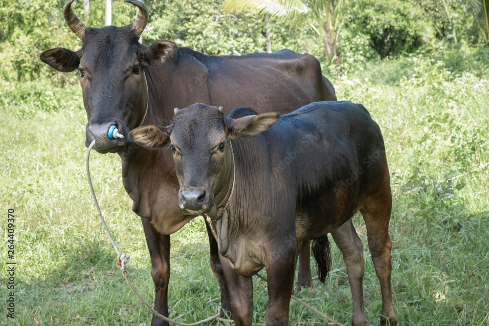 Two cows standing In the green field