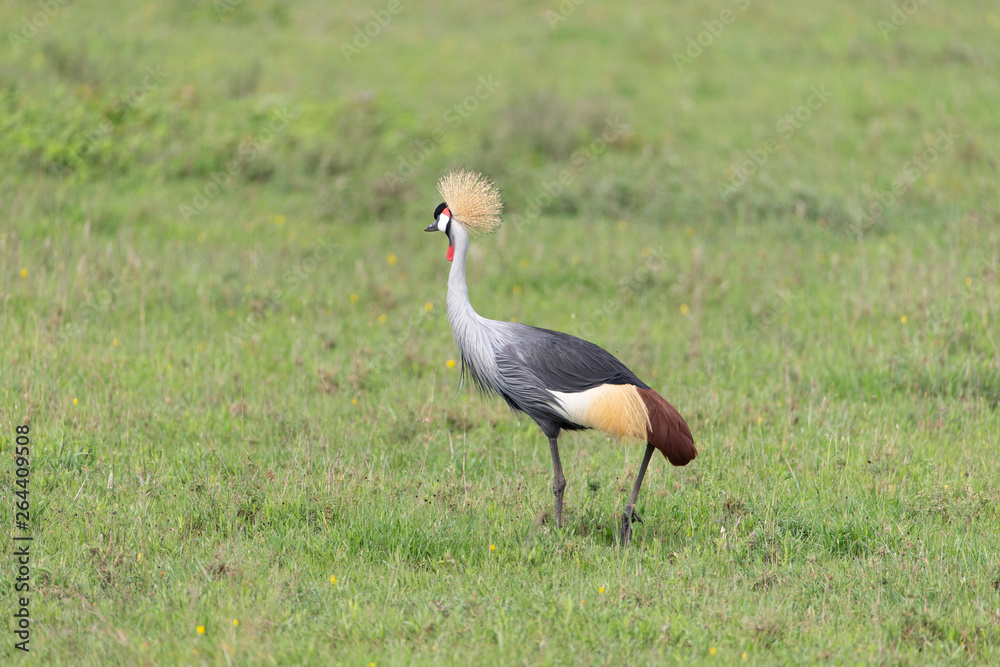 Fototapeta premium Beautiful Golden Crowned Crane in Tanzania Africa