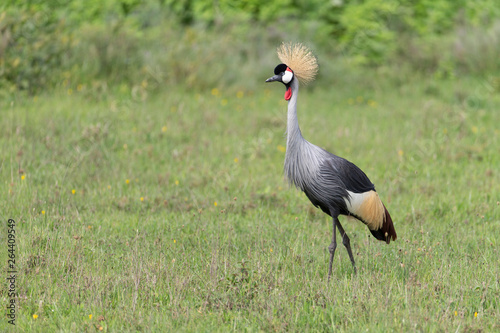 Beautiful Golden Crowned Crane in Tanzania Africa
