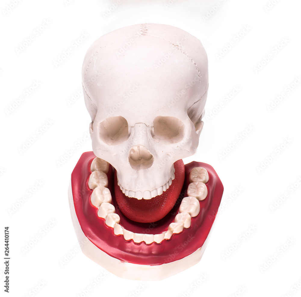 Obraz premium human skull on white isolated background