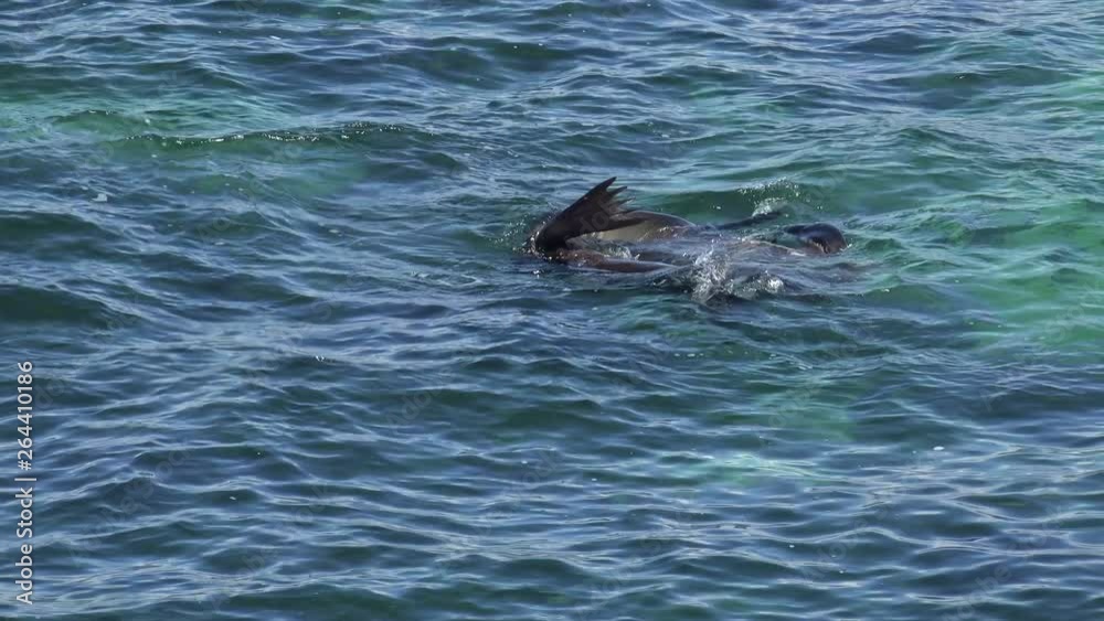 Sea lions at La Jolla Cove, San Diego, California, USA