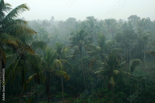 Coconut palms in the rain, Kerala, India