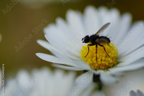 Fliege Gänseblümche