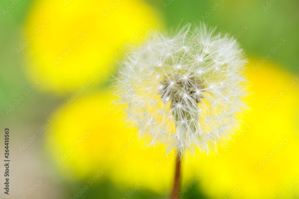 Löwenzahn Pusteblume Löwenzahn Pusteblume