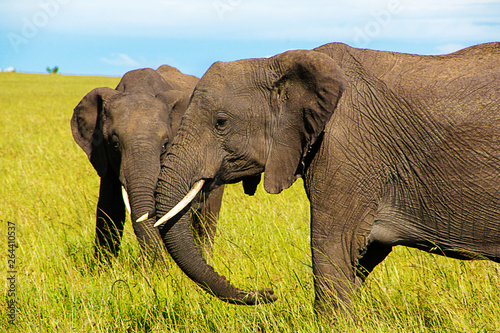 Two adult african elephant  Loxodonta africana  grazing in the african savannah. Landscape of Africa