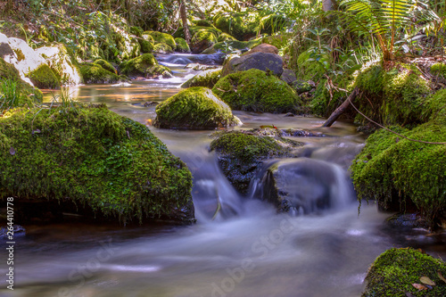 Multiple exposure of different spots of a ravine with rocks covered in moss at the highlands of Iguaque, at the center of the Colombian Andes.