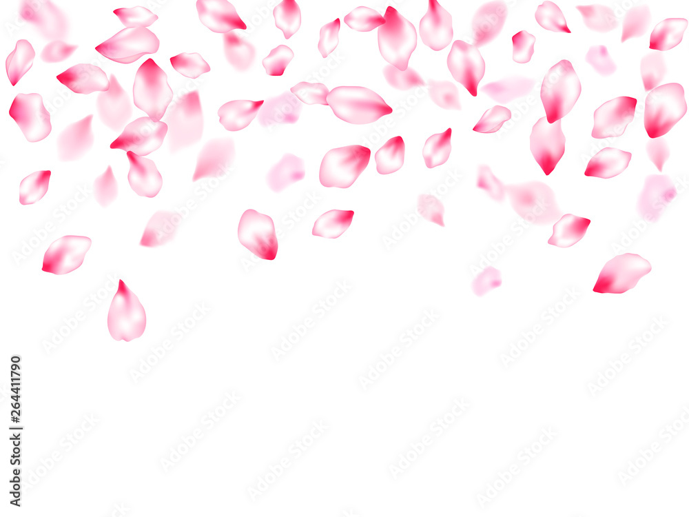 Pink cherry blossom petals isolated Pink cherry blossom petals isolated