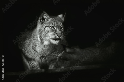 Portrait of a sitting lynx close-up on an isolated black background