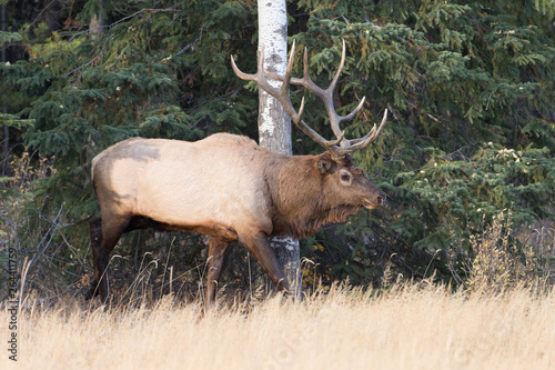 Beautiful Majestic Bull Elk in Jasper National Park Alberta Canada © Dennis Donohue