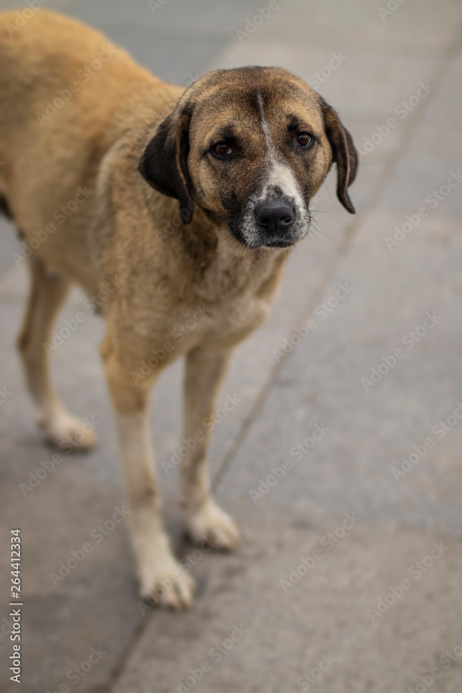 Cute Stray Dog