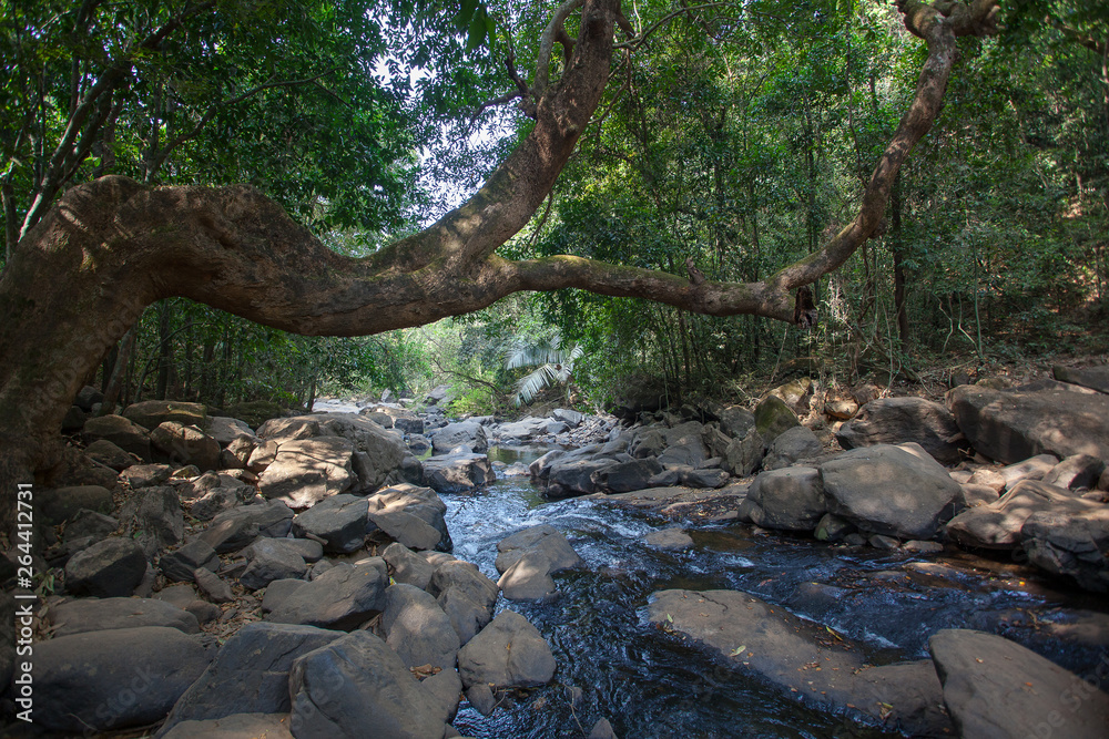 Fototapeta premium forest river