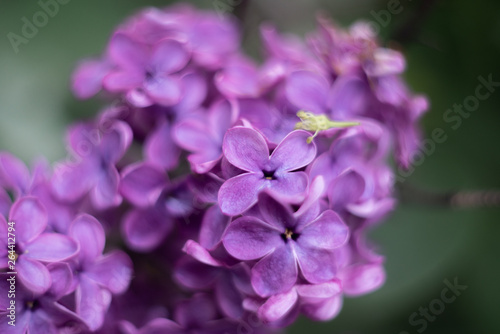 closeup of purple flower of lilac 