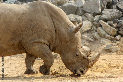 Rhino in the park