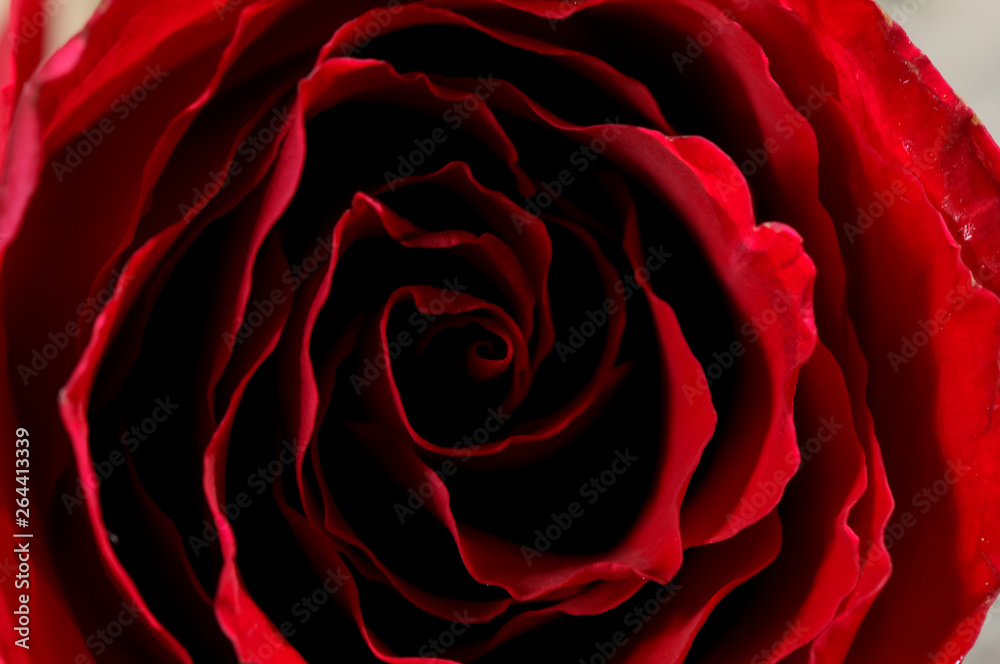 Naklejka premium red rose on black