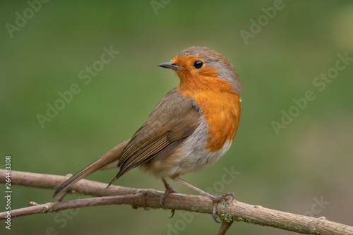 A close portrait of a robin perched on a branch looking behind over its shoulder against a natural green background © alan1951