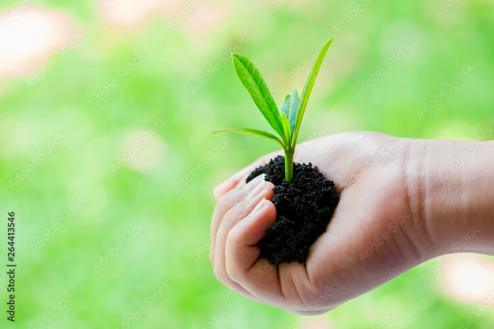 seedling in hand of kid with abundance soil and blurry green background with sun light seedling in hand of kid with abundance soil and blurry green background with sun light