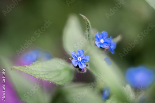 blue spring flowers in the garden