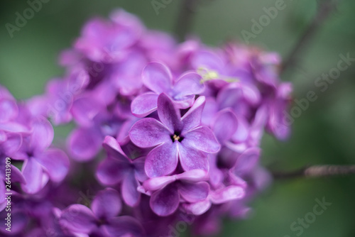 closeup of purple flower of lilac 