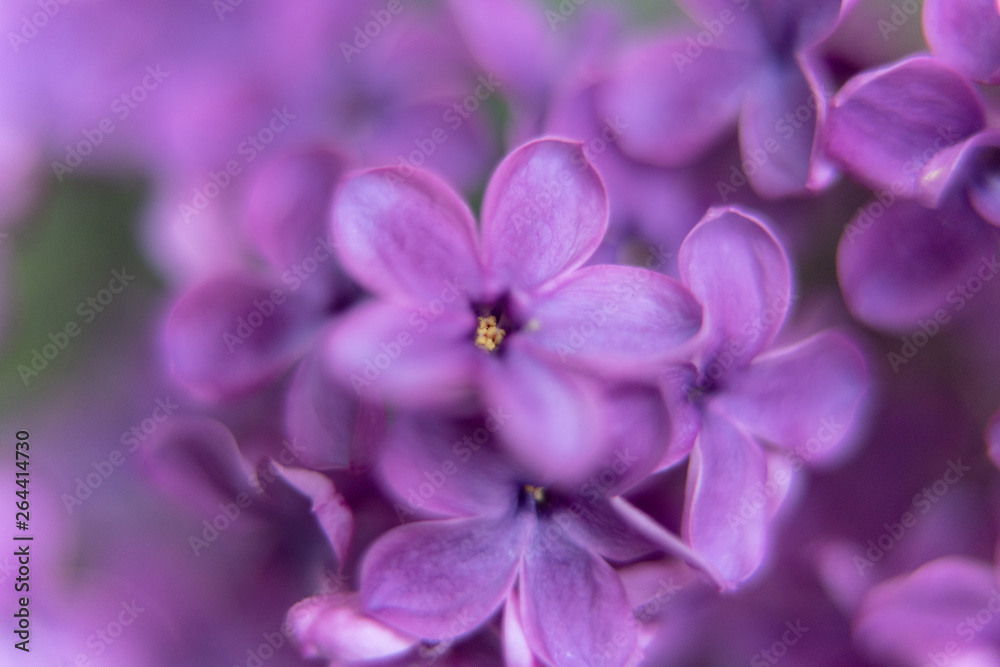 closeup of purple flower of lilac 