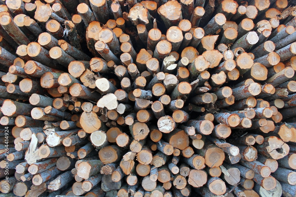 A large pile of freshly sawed tree trunks, as a result of industrial logging.