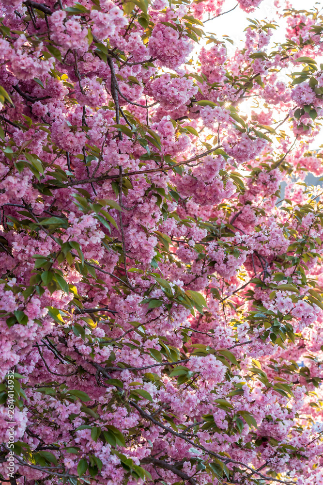 Pink cherry tree flowers 