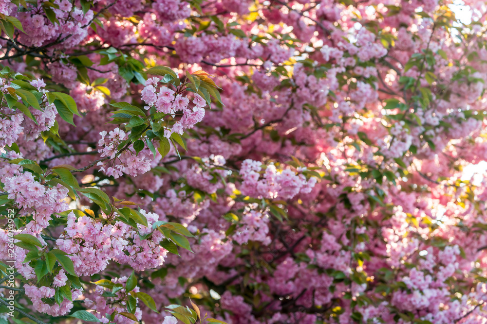 Pink cherry tree flowers 